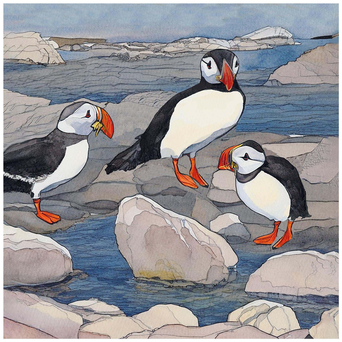 Puffins